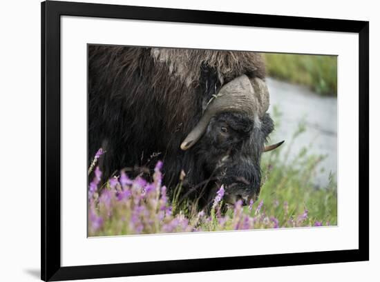 Alaska, Nome. Muskox male with wildflowers.-Cindy Miller Hopkins-Framed Premium Photographic Print