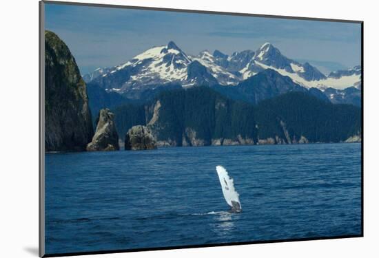 Alaska Passage Humpback Fin-Charles Glover-Mounted Giclee Print