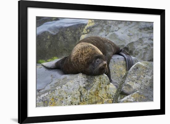 Alaska, Pribilof Islands, Saint Paul, Northern fur seal-Cindy Miller Hopkins-Framed Premium Photographic Print