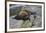 Alaska, Pribilof Islands, Saint Paul, Northern fur seal-Cindy Miller Hopkins-Framed Premium Photographic Print