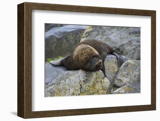 Alaska, Pribilof Islands, Saint Paul, Northern fur seal-Cindy Miller Hopkins-Framed Photographic Print