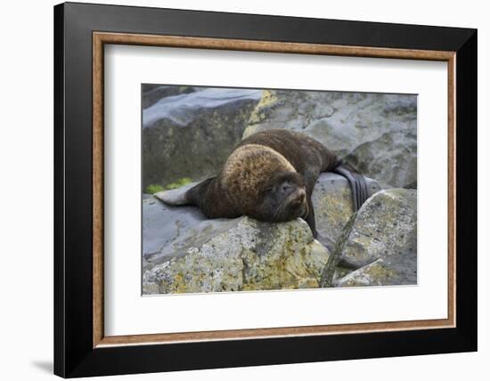 Alaska, Pribilof Islands, Saint Paul, Northern fur seal-Cindy Miller Hopkins-Framed Photographic Print