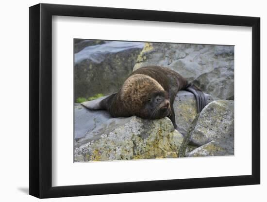 Alaska, Pribilof Islands, Saint Paul, Northern fur seal-Cindy Miller Hopkins-Framed Photographic Print