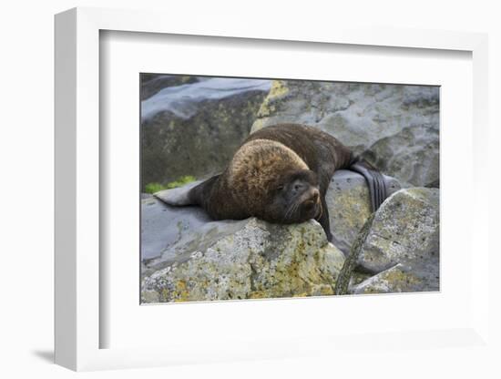 Alaska, Pribilof Islands, Saint Paul, Northern fur seal-Cindy Miller Hopkins-Framed Photographic Print