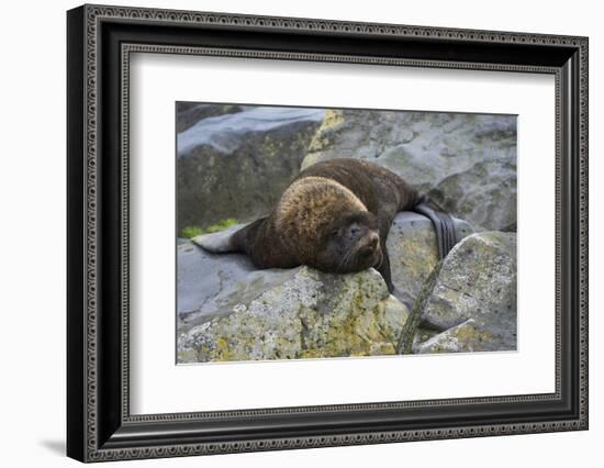 Alaska, Pribilof Islands, Saint Paul, Northern fur seal-Cindy Miller Hopkins-Framed Photographic Print