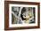 Alaska Puffin Hideout-Charles Glover-Framed Giclee Print