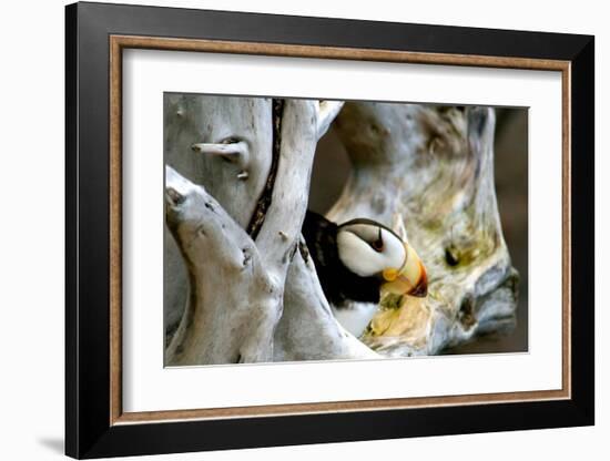 Alaska Puffin Hideout-Charles Glover-Framed Giclee Print