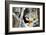 Alaska Puffin Hideout-Charles Glover-Framed Giclee Print