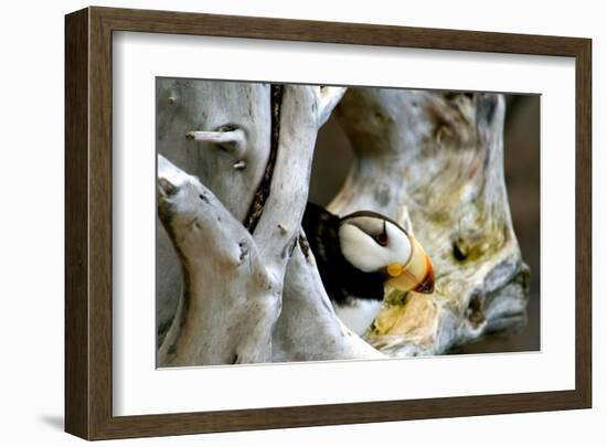 Alaska Puffin Hideout-Charles Glover-Framed Giclee Print