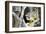 Alaska Puffin Hideout-Charles Glover-Framed Giclee Print