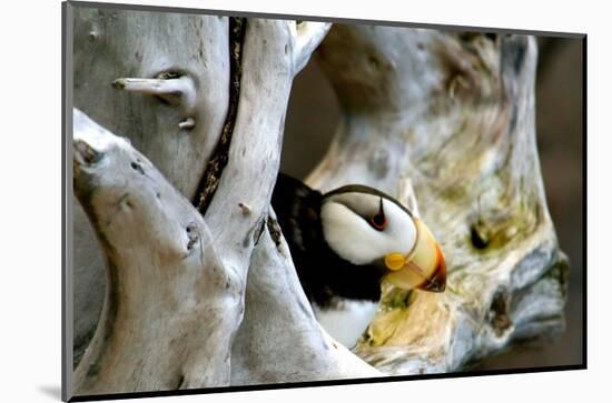 Alaska Puffin Hideout-Charles Glover-Mounted Giclee Print