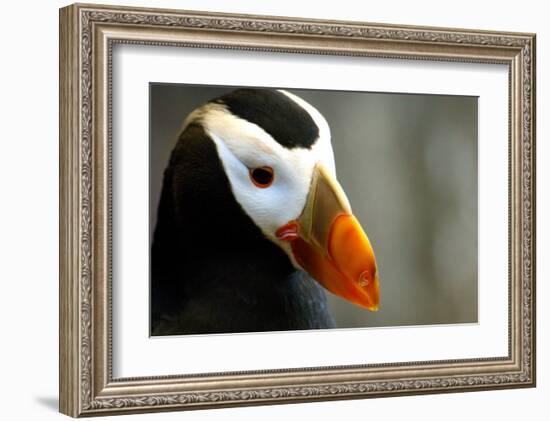 Alaska Puffin Wisdom-Charles Glover-Framed Giclee Print