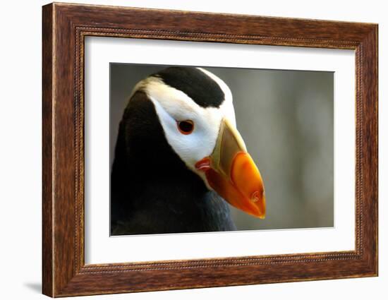 Alaska Puffin Wisdom-Charles Glover-Framed Giclee Print