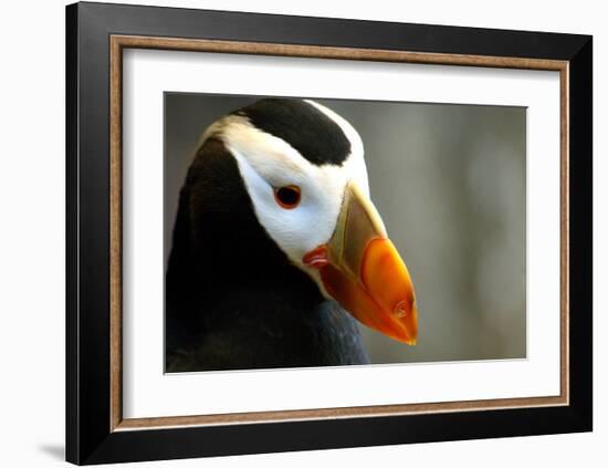 Alaska Puffin Wisdom-Charles Glover-Framed Giclee Print