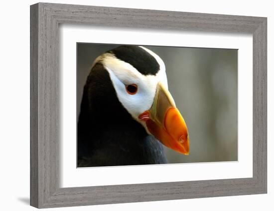 Alaska Puffin Wisdom-Charles Glover-Framed Giclee Print