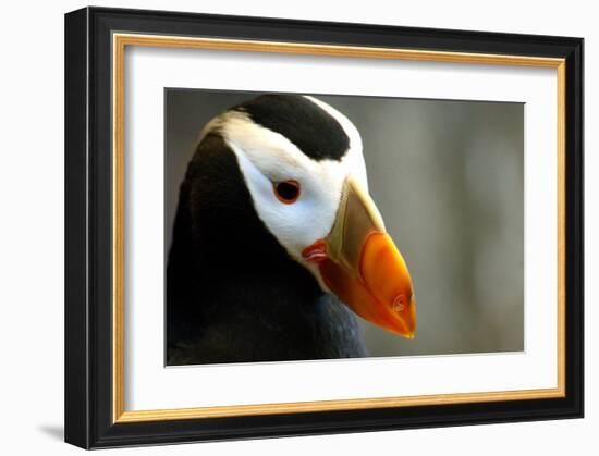 Alaska Puffin Wisdom-Charles Glover-Framed Giclee Print