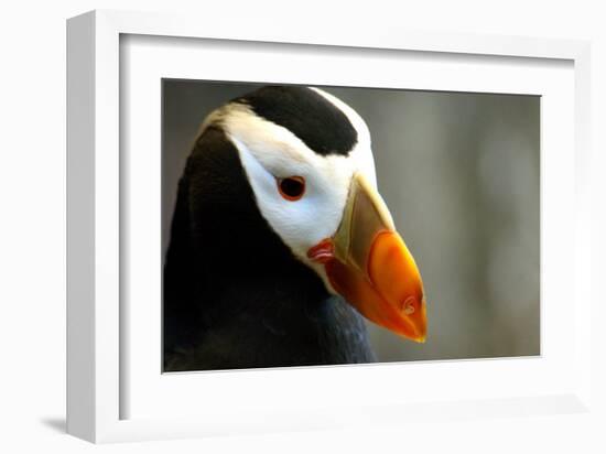 Alaska Puffin Wisdom-Charles Glover-Framed Giclee Print