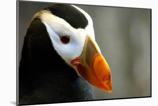 Alaska Puffin Wisdom-Charles Glover-Mounted Giclee Print