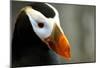 Alaska Puffin Wisdom-Charles Glover-Mounted Giclee Print