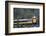 Alaska Railroad Train, Denali National Park, Alaska, USA-Gerry Reynolds-Framed Photographic Print