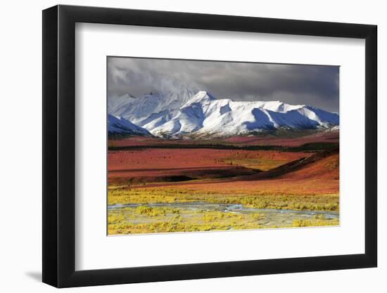 Alaska Range, Autumn, Taiga, Denali National Park, Alaska, USA-Michel Hersen-Framed Photographic Print