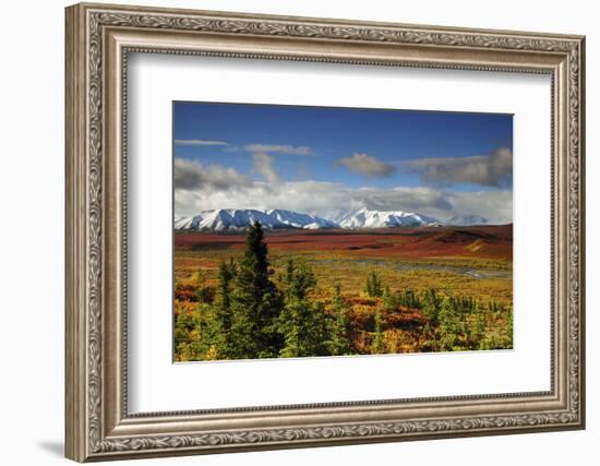 Alaska Range, Autumn, Taiga, Denali National Park, Alaska, USA-Michel Hersen-Framed Photographic Print