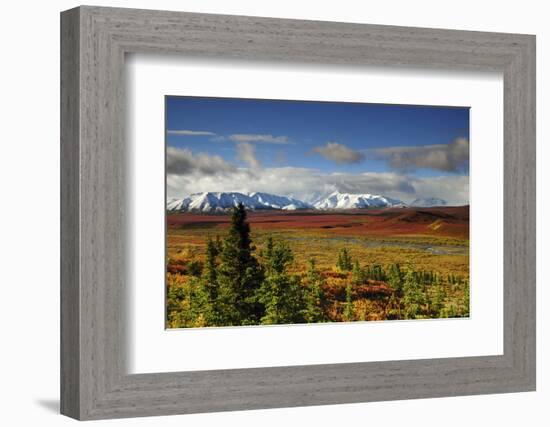 Alaska Range, Autumn, Taiga, Denali National Park, Alaska, USA-Michel Hersen-Framed Photographic Print