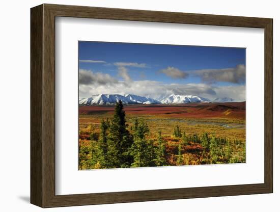 Alaska Range, Autumn, Taiga, Denali National Park, Alaska, USA-Michel Hersen-Framed Photographic Print