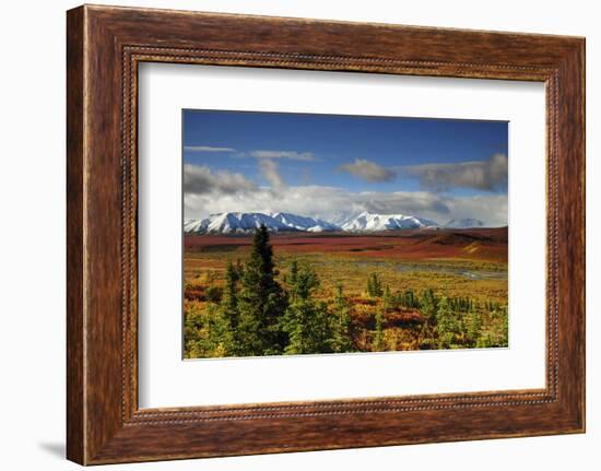 Alaska Range, Autumn, Taiga, Denali National Park, Alaska, USA-Michel Hersen-Framed Photographic Print