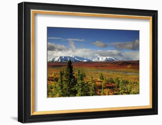 Alaska Range, Autumn, Taiga, Denali National Park, Alaska, USA-Michel Hersen-Framed Photographic Print