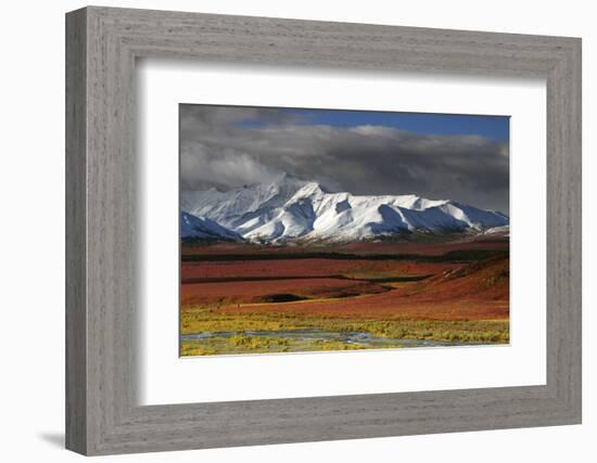 Alaska Range in Autumn, Taiga, Denali National Park, Alaska, USA-Michel Hersen-Framed Photographic Print