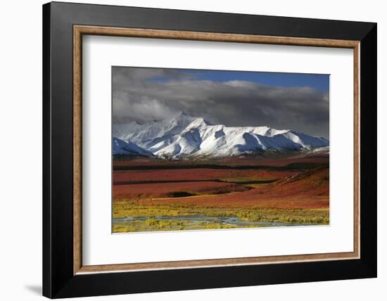 Alaska Range in Autumn, Taiga, Denali National Park, Alaska, USA-Michel Hersen-Framed Photographic Print