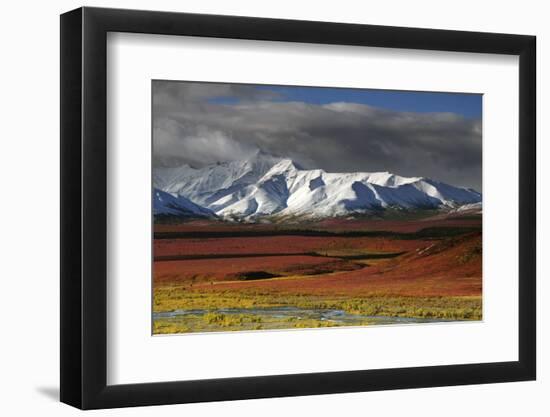 Alaska Range in Autumn, Taiga, Denali National Park, Alaska, USA-Michel Hersen-Framed Photographic Print