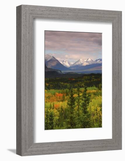 Alaska Range in Autumn, Taiga, Tundra, Denali National Park, Alaska, USA-Michel Hersen-Framed Photographic Print