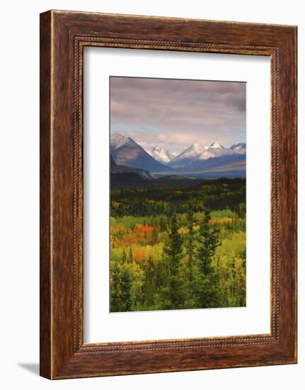 Alaska Range in Autumn, Taiga, Tundra, Denali National Park, Alaska, USA-Michel Hersen-Framed Photographic Print