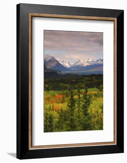 Alaska Range in Autumn, Taiga, Tundra, Denali National Park, Alaska, USA-Michel Hersen-Framed Photographic Print