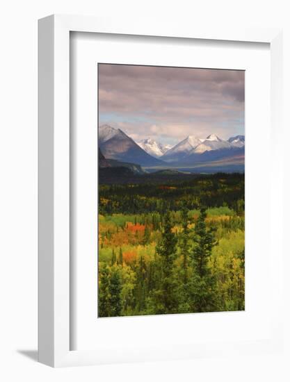 Alaska Range in Autumn, Taiga, Tundra, Denali National Park, Alaska, USA-Michel Hersen-Framed Photographic Print