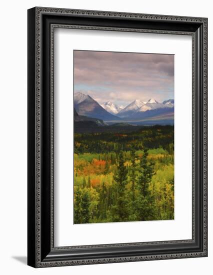 Alaska Range in Autumn, Taiga, Tundra, Denali National Park, Alaska, USA-Michel Hersen-Framed Photographic Print