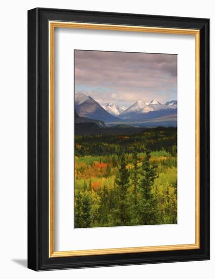 Alaska Range in Autumn, Taiga, Tundra, Denali National Park, Alaska, USA-Michel Hersen-Framed Photographic Print