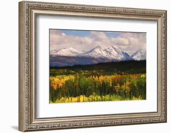 Alaska Range in Autumn, Taiga, Tundra, Denali National Park, Alaska, USA-Michel Hersen-Framed Photographic Print