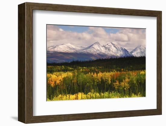 Alaska Range in Autumn, Taiga, Tundra, Denali National Park, Alaska, USA-Michel Hersen-Framed Photographic Print