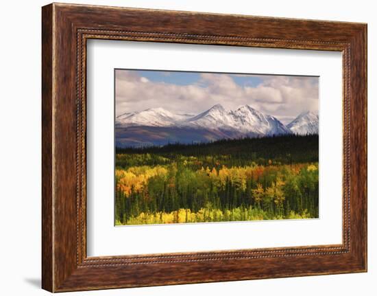 Alaska Range in Autumn, Taiga, Tundra, Denali National Park, Alaska, USA-Michel Hersen-Framed Photographic Print