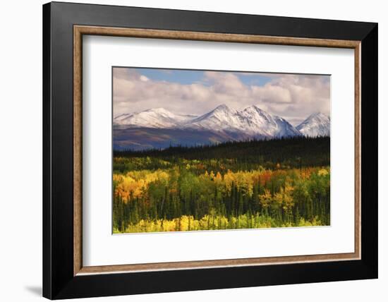 Alaska Range in Autumn, Taiga, Tundra, Denali National Park, Alaska, USA-Michel Hersen-Framed Photographic Print