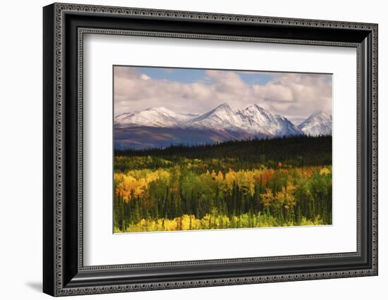 Alaska Range in Autumn, Taiga, Tundra, Denali National Park, Alaska, USA-Michel Hersen-Framed Photographic Print