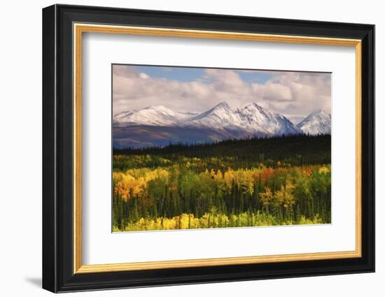 Alaska Range in Autumn, Taiga, Tundra, Denali National Park, Alaska, USA-Michel Hersen-Framed Photographic Print