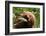 Alaska Spring Kodiak Bear-Charles Glover-Framed Giclee Print