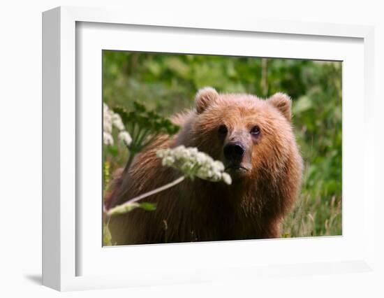 Alaska Spring Kodiak Bear-Charles Glover-Framed Giclee Print