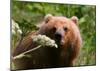 Alaska Spring Kodiak Bear-Charles Glover-Mounted Giclee Print