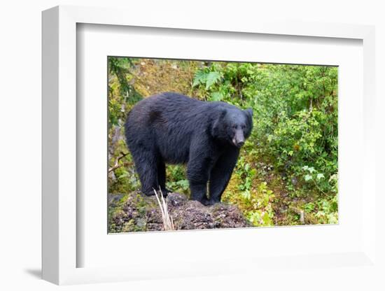 Alaska, Tongass National Forest, Anan Creek. American black bear-Cindy Miller Hopkins-Framed Photographic Print