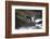 Alaska, Traitors Cove, Ketchikan. Black Bears Trying to Catch Salmon-Savanah Stewart-Framed Photographic Print